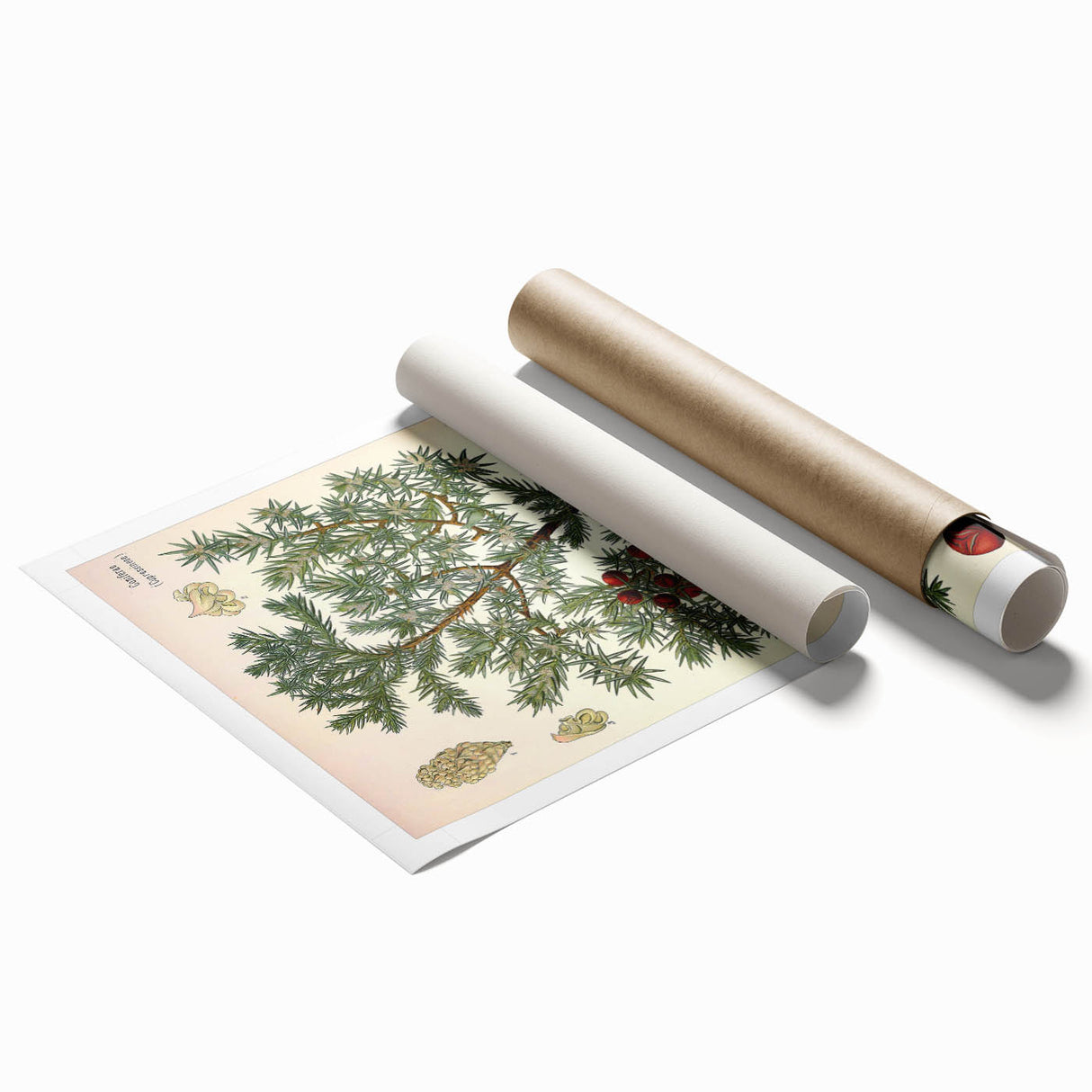 Vintage Botanical Illustration Art – Juniperus oxycedrus Wall Art