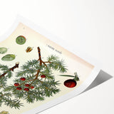 Vintage Botanical Illustration Art – Juniperus oxycedrus Wall Art