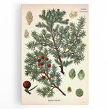 Vintage Botanical Illustration Art – Juniperus oxycedrus Wall Art