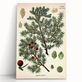 Vintage Botanical Illustration Art – Juniperus oxycedrus Wall Art
