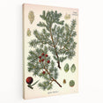 Vintage Botanical Illustration Art – Juniperus oxycedrus Wall Art