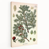 Vintage Botanical Illustration Art – Juniperus oxycedrus Wall Art