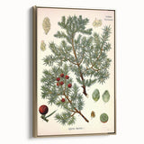 Vintage Botanical Illustration Art – Juniperus oxycedrus Wall Art