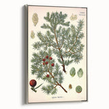 Vintage Botanical Illustration Art – Juniperus oxycedrus Wall Art