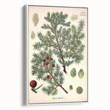Vintage Botanical Illustration Art – Juniperus oxycedrus Wall Art