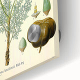 Vintage Botanical Illustration Art – Hevea brasiliensis Rubber Tree Wall Art