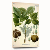 Vintage Botanical Illustration Art – Hevea brasiliensis Rubber Tree Wall Art