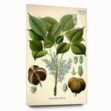 Vintage Botanical Illustration Art – Hevea brasiliensis Rubber Tree Wall Art