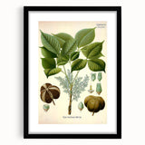 Vintage Botanical Illustration Art – Hevea brasiliensis Rubber Tree Wall Art