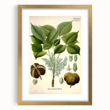 Vintage Botanical Illustration Art – Hevea brasiliensis Rubber Tree Wall Art