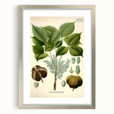 Vintage Botanical Illustration Art – Hevea brasiliensis Rubber Tree Wall Art