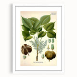 Vintage Botanical Illustration Art – Hevea brasiliensis Rubber Tree Wall Art