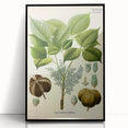 Vintage Botanical Illustration Art – Hevea brasiliensis Rubber Tree Wall Art
