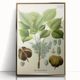 Vintage Botanical Illustration Art – Hevea brasiliensis Rubber Tree Wall Art