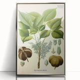Vintage Botanical Illustration Art – Hevea brasiliensis Rubber Tree Wall Art