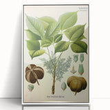 Vintage Botanical Illustration Art – Hevea brasiliensis Rubber Tree Wall Art
