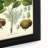 Vintage Botanical Illustration Art – Hevea brasiliensis Rubber Tree Wall Art