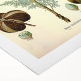 Vintage Botanical Illustration Art – Hevea brasiliensis Rubber Tree Wall Art