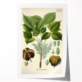 Vintage Botanical Illustration Art – Hevea brasiliensis Rubber Tree Wall Art