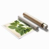 Vintage Botanical Illustration Art – Hevea brasiliensis Rubber Tree Wall Art