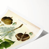 Vintage Botanical Illustration Art – Hevea brasiliensis Rubber Tree Wall Art