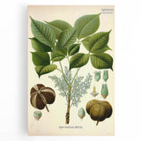 Vintage Botanical Illustration Art – Hevea brasiliensis Rubber Tree Wall Art