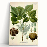 Vintage Botanical Illustration Art – Hevea brasiliensis Rubber Tree Wall Art