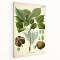 Vintage Botanical Illustration Art – Hevea brasiliensis Rubber Tree Wall Art