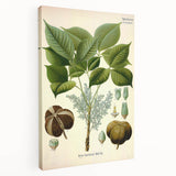 Vintage Botanical Illustration Art – Hevea brasiliensis Rubber Tree Wall Art