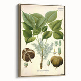 Vintage Botanical Illustration Art – Hevea brasiliensis Rubber Tree Wall Art