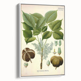 Vintage Botanical Illustration Art – Hevea brasiliensis Rubber Tree Wall Art