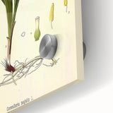 Vintage Botanical Illustration Art – Convallaria majalis Wall Art