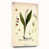 Vintage Botanical Illustration Art – Convallaria majalis Wall Art