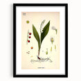 Vintage Botanical Illustration Art – Convallaria majalis Wall Art