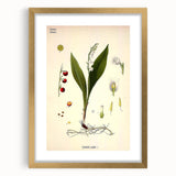 Vintage Botanical Illustration Art – Convallaria majalis Wall Art