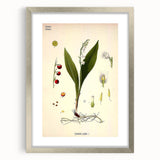 Vintage Botanical Illustration Art – Convallaria majalis Wall Art