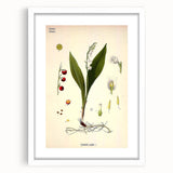 Vintage Botanical Illustration Art – Convallaria majalis Wall Art