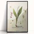 Vintage Botanical Illustration Art – Convallaria majalis Wall Art