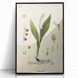 Vintage Botanical Illustration Art – Convallaria majalis Wall Art