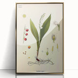 Vintage Botanical Illustration Art – Convallaria majalis Wall Art