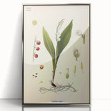 Vintage Botanical Illustration Art – Convallaria majalis Wall Art