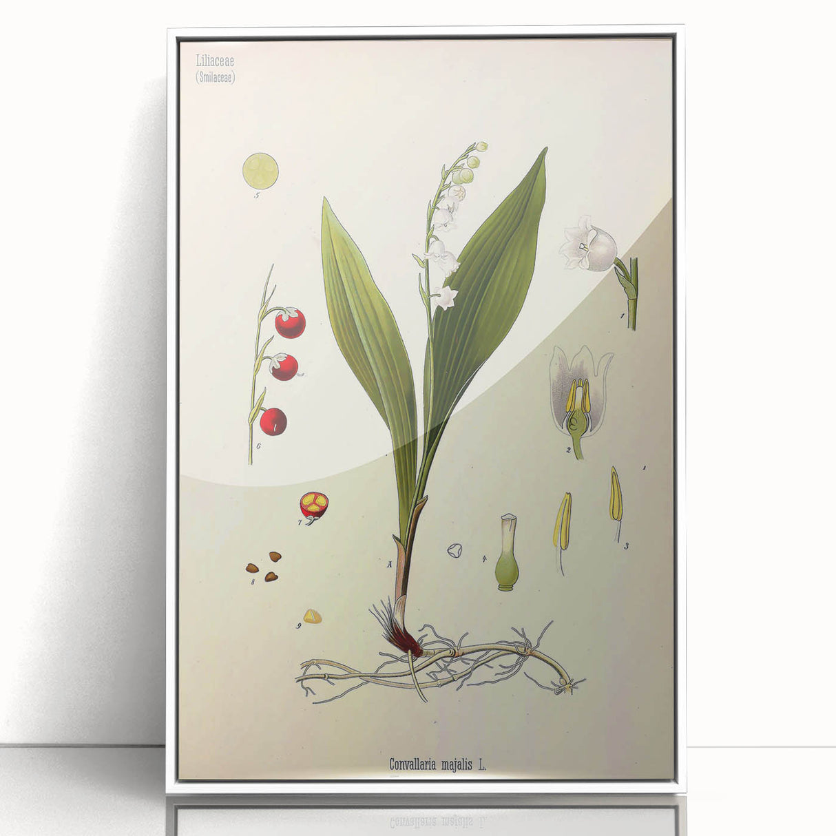 Vintage Botanical Illustration Art – Convallaria majalis Wall Art