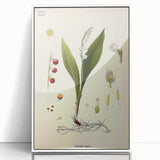 Vintage Botanical Illustration Art – Convallaria majalis Wall Art