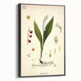 Vintage Botanical Illustration Art – Convallaria majalis Wall Art