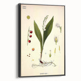 Vintage Botanical Illustration Art – Convallaria majalis Wall Art