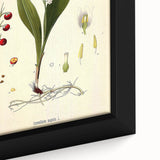 Vintage Botanical Illustration Art – Convallaria majalis Wall Art