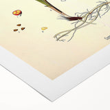 Vintage Botanical Illustration Art – Convallaria majalis Wall Art