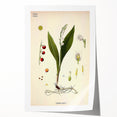 Vintage Botanical Illustration Art – Convallaria majalis Wall Art