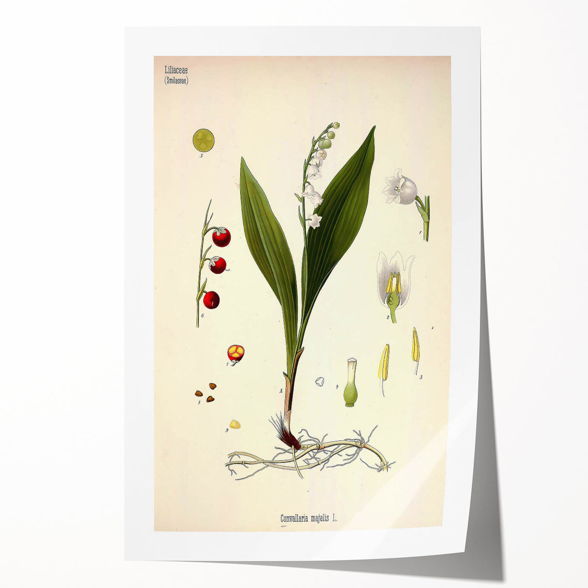 Vintage Botanical Illustration Art – Convallaria majalis Wall Art