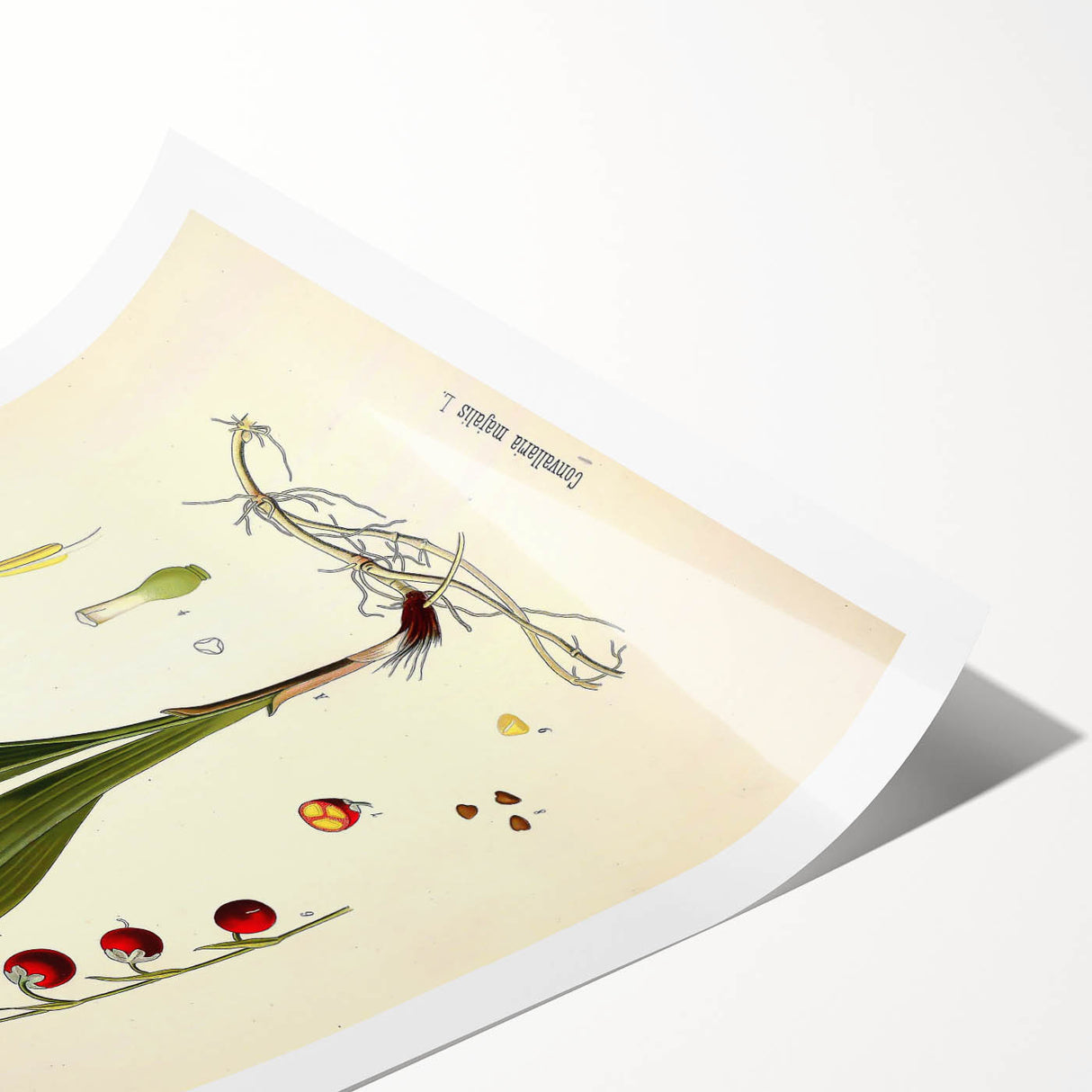 Vintage Botanical Illustration Art – Convallaria majalis Wall Art